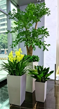 宁波植物摆放店-慈溪花卉租摆行情-海曙花卉租摆新闻-北仑绿植租摆合同